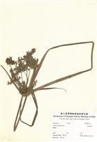 藏品(無翅莎草)的圖片